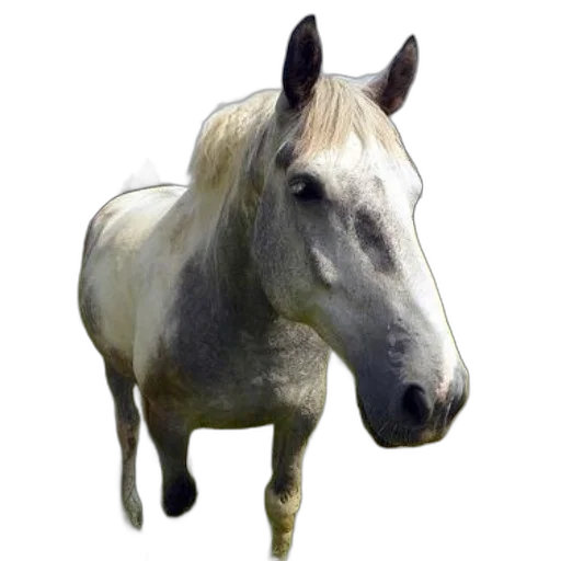 animal, creature, staff, hair, photorealistic, 3d render, concept art, pixel art transparent PNG cut-out