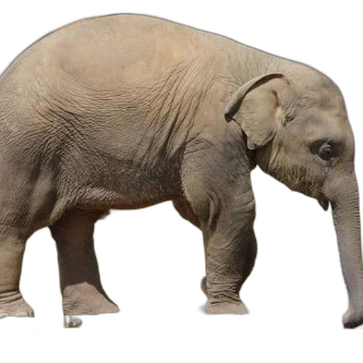 animal, creature, weapon, staff, 3d render, concept art, photorealistic, young transparent PNG cut-out