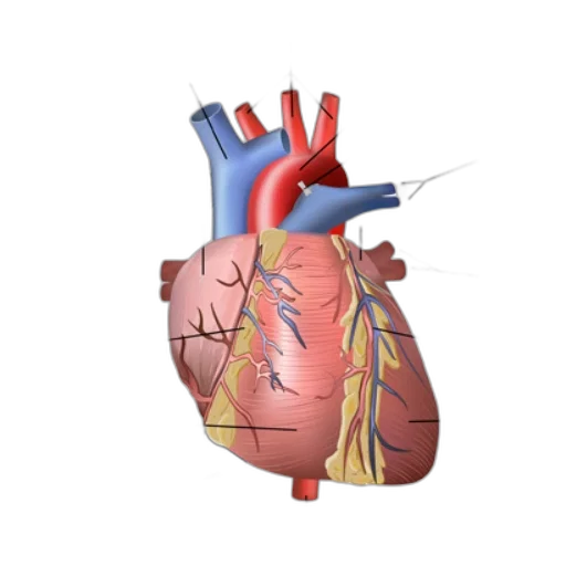 anatomical, diagram, human, heart, showing, major, blood, vessels transparent PNG cut-out
