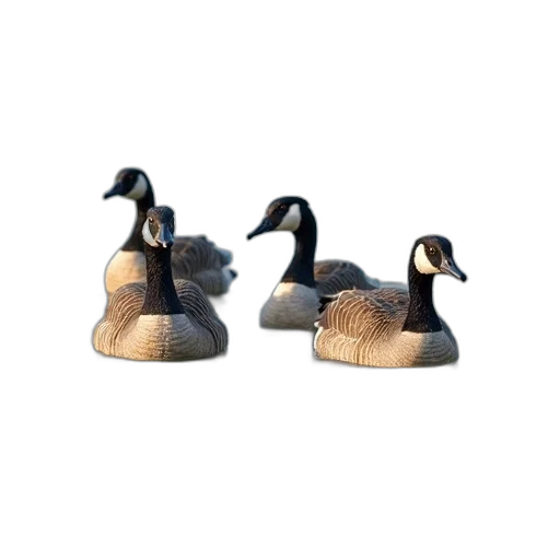 shoes, animal, 3d render, group, geese, swimming, pond, clear transparent PNG cut-out