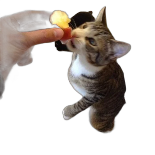 food, staff, weapon, animal, photorealistic, 3d render, fire, cat transparent PNG cut-out