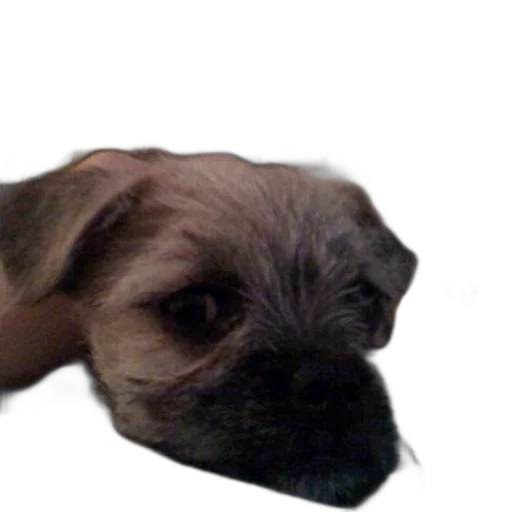 animal, creature, staff, face, photorealistic, 3d render, small, dog transparent PNG cut-out
