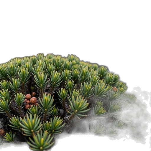 crown, tree, hair, 3d render transparent PNG cut-out