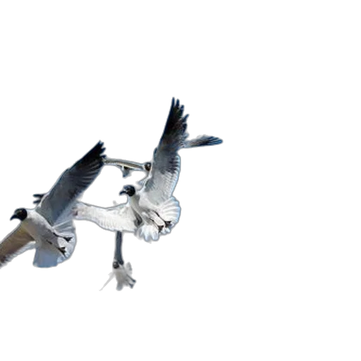 animal, dragon, creature, robot, 3d render, photorealistic, flock, seagulls transparent PNG cut-out