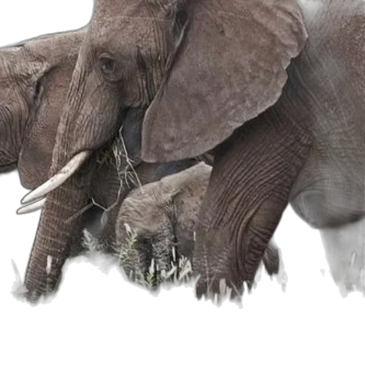 animal, creature, photorealistic, concept art, 3d render, watercolor, snow, fog transparent PNG cut-out