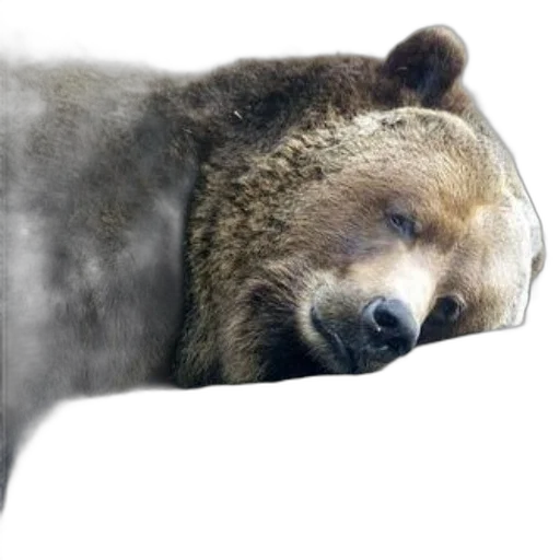 animal, creature, face, furniture, photorealistic, 3d render, concept art, brown transparent PNG cut-out