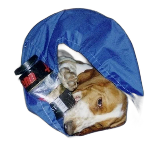 hat, jacket, umbrella, animal, dog, peeking, out, blue transparent PNG cut-out
