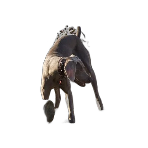 animal, creature, dragon, crown, 3d render, concept art, photorealistic, weimaraner transparent PNG cut-out