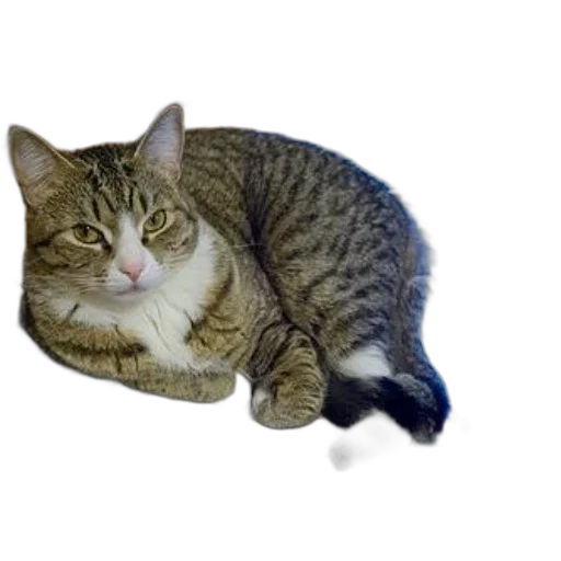 animal, creature, staff, hat, photorealistic, 3d render, pixel art, vaporwave transparent PNG cut-out