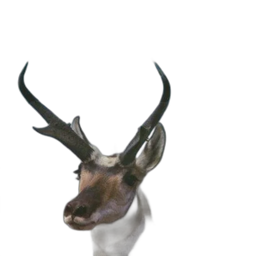 animal, crown, creature, hat, 3d render, photorealistic, concept art, oil painting transparent PNG cut-out