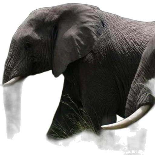 animal, creature, staff, weapon, photorealistic, concept art, 3d render, majestic transparent PNG cut-out