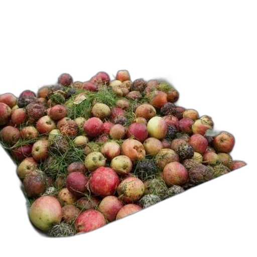food, crown, tree, earth tones, wheelbarrow, filled, freshly, harvested transparent PNG cut-out
