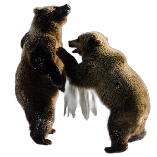 animal, concept art, photorealistic, two, brown, bears, standing, their transparent PNG cut-out