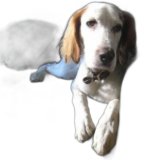 staff, animal, umbrella, photorealistic, watercolor, oil painting, 3d render, fog transparent PNG cut-out
