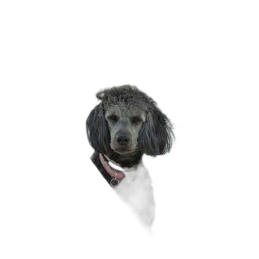 staff, animal, creature, umbrella, photorealistic, 3d render, dog, pink transparent PNG cut-out