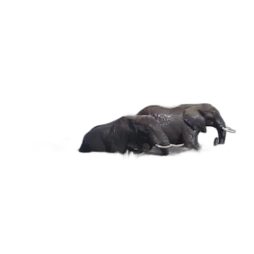 animal, creature, hair, furniture, 3d render, photorealistic, concept art, elephants transparent PNG cut-out