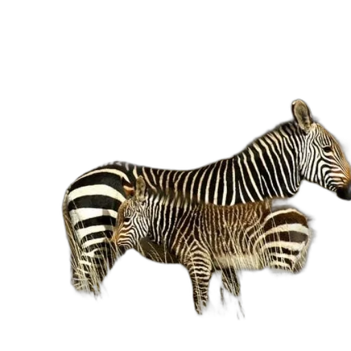 animal, creature, jewelry, furniture transparent PNG cut-out