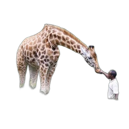 animal, bottle, creature, jewelry, concept art, 3d render, photorealistic, giraffe transparent PNG cut-out