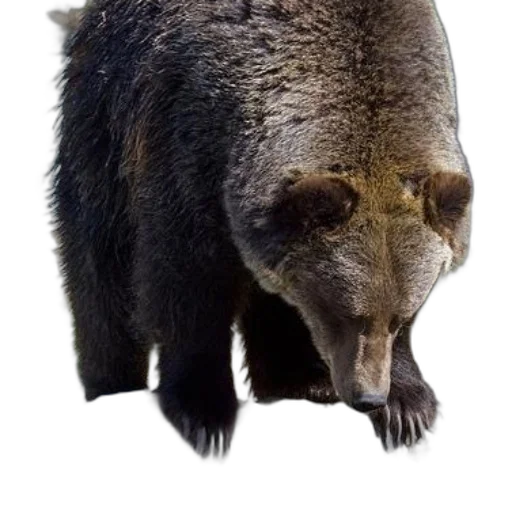 animal, creature, face, staff, photorealistic, concept art, 3d render, pixel art transparent PNG cut-out