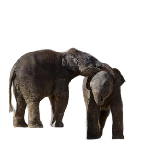animal, creature, furniture, hat transparent PNG cut-out