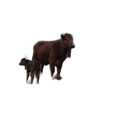 animal, creature, hair, staff, 3d render, pixel art, concept art, photorealistic transparent PNG cut-out
