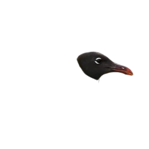 hat, animal, mask, creature, 3d render, photorealistic, pixel art, concept art transparent PNG cut-out