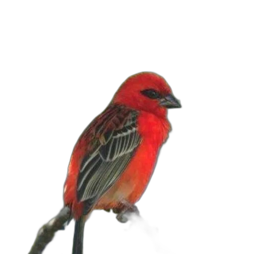 animal, staff, jewelry, creature, 3d render, photorealistic, oil painting, watercolor transparent PNG cut-out