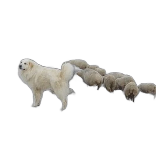 creature, animal, staff, hair, 3d render, concept art, photorealistic, fluffy transparent PNG cut-out