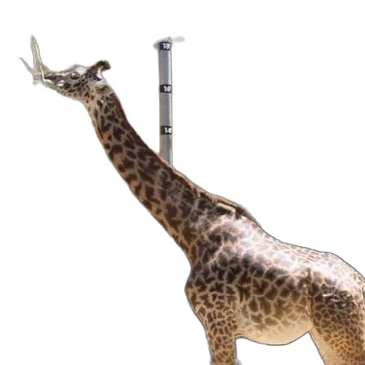 staff, animal, sword, weapon, concept art, 3d render, giraffe, stretches transparent PNG cut-out