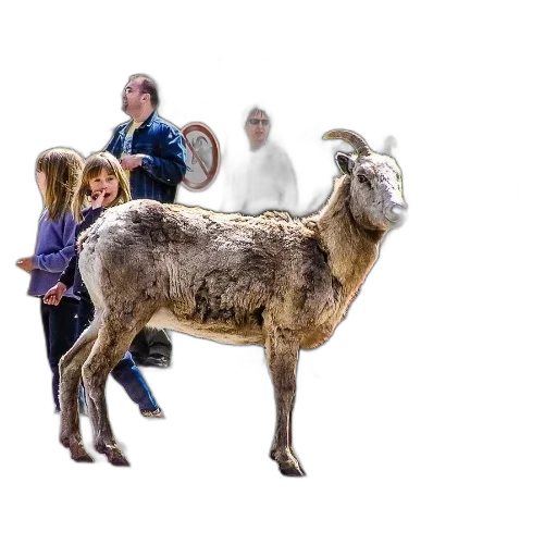 animal, staff, creature, hair, concept art, photorealistic, family, walks transparent PNG cut-out