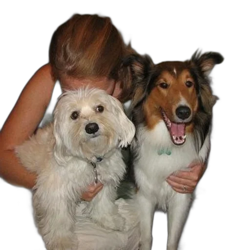 animal, staff, woman, sits, two, dogs, one, white transparent PNG cut-out