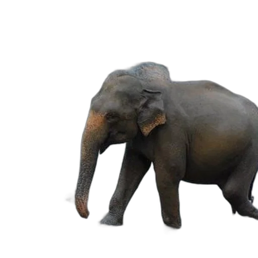 animal, creature, staff, 3d render, photorealistic, concept art, majestic, elephant transparent PNG cut-out