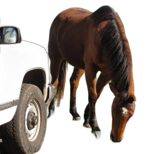 car, animal, photorealistic, brown, horse, grazes, near, white transparent PNG cut-out