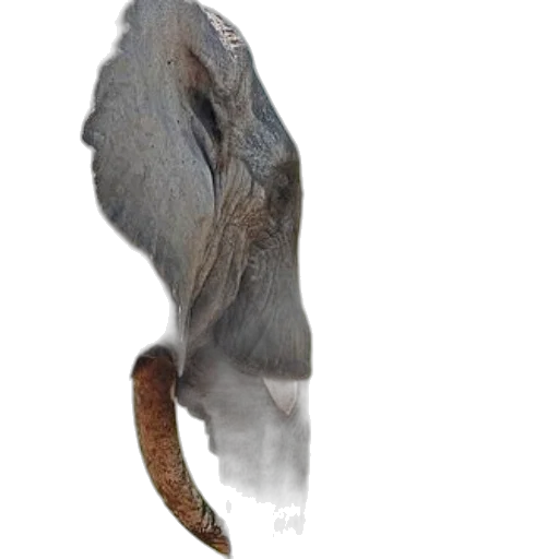 animal, dragon, hair, creature, photorealistic, 3d render, concept art, oil painting transparent PNG cut-out