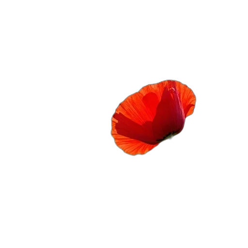 flower, hat, dress, crown, 3d render, photorealistic, pixel art, concept art transparent PNG cut-out