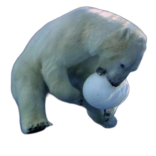animal, creature, mask, face, 3d render, concept art, photorealistic, polar transparent PNG cut-out