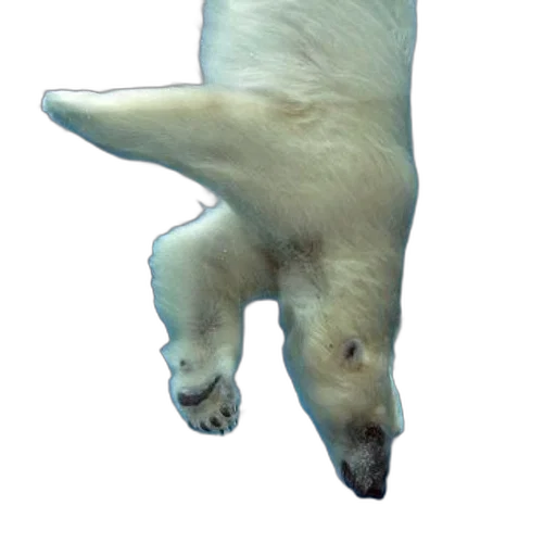 animal, creature, staff, shoes, 3d render, photorealistic, concept art, polar transparent PNG cut-out