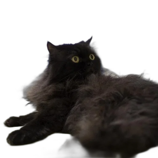 creature, animal, hair, robot, 3d render, photorealistic, fluffy, black transparent PNG cut-out