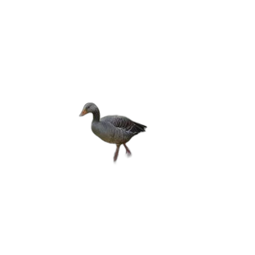 animal, creature, hat, shoes, 3d render, pixel art, concept art, photorealistic transparent PNG cut-out
