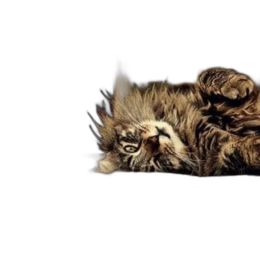 animal, creature, staff, photorealistic, pixel art, fluffy, cat, lounges transparent PNG cut-out