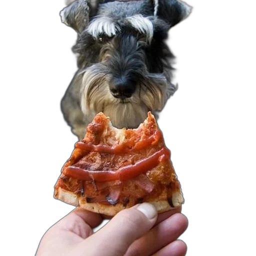food, animal, creature, hat transparent PNG cut-out