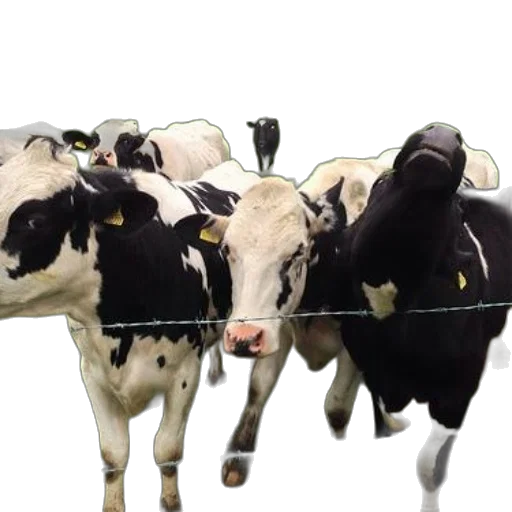 animal, group, black, white, cows, stand, behind, barbed transparent PNG cut-out