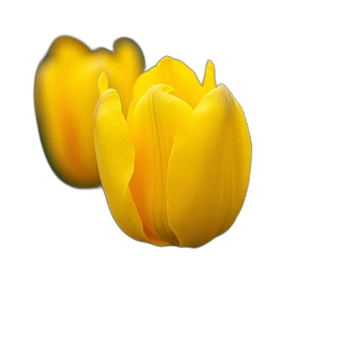 flower, crown, food, hat, 3d render, photorealistic, pixel art, oil painting transparent PNG cut-out
