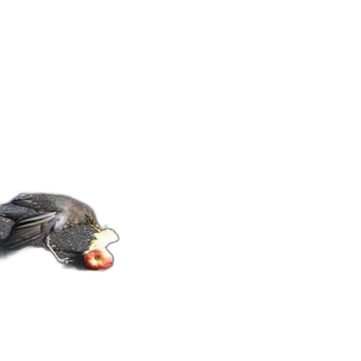 food, animal, creature, shoes, 3d render, concept art, photorealistic, bird transparent PNG cut-out