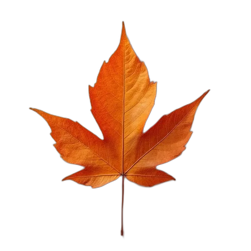 crown, tree, flower, hat transparent PNG cut-out