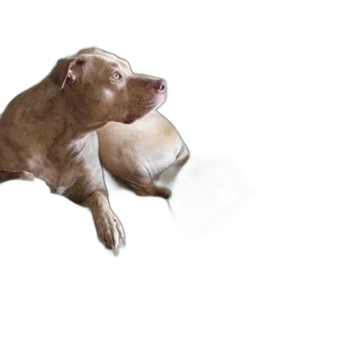 animal, creature, photorealistic, 3d render, concept art, watercolor, dog, sits transparent PNG cut-out
