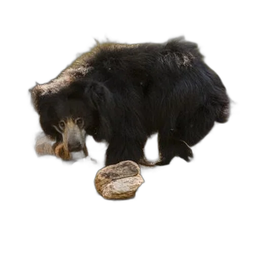animal, hair, creature, food, photorealistic, 3d render, concept art, three transparent PNG cut-out