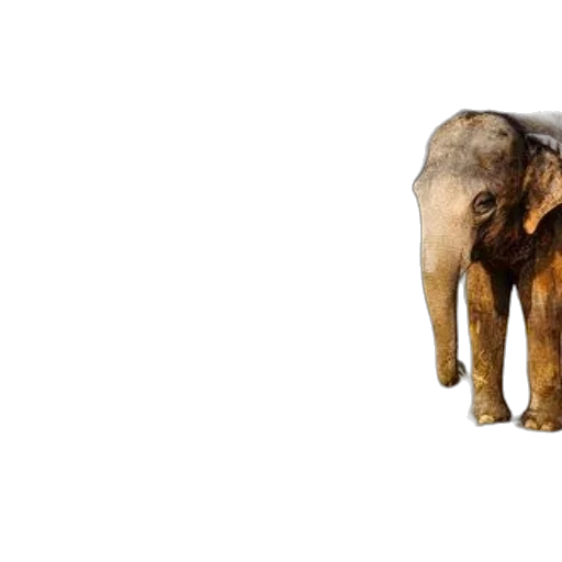 animal, creature, 3d render, photorealistic, concept art, three, elephants, including transparent PNG cut-out