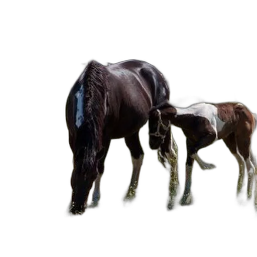 animal, hair, creature, jewelry, 3d render, photorealistic, concept art, oil painting transparent PNG cut-out