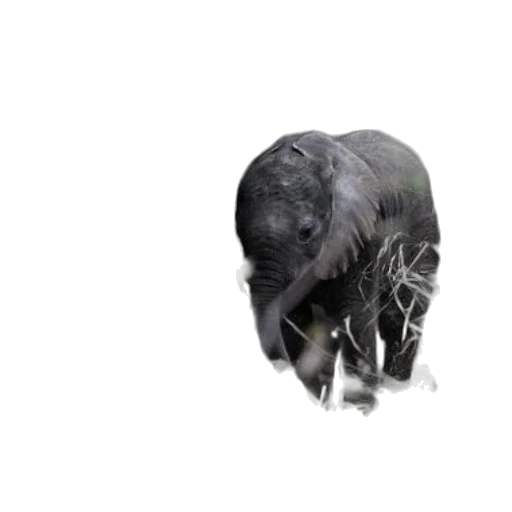 animal, mask, hair, creature, 3d render, photorealistic, concept art, baby transparent PNG cut-out
